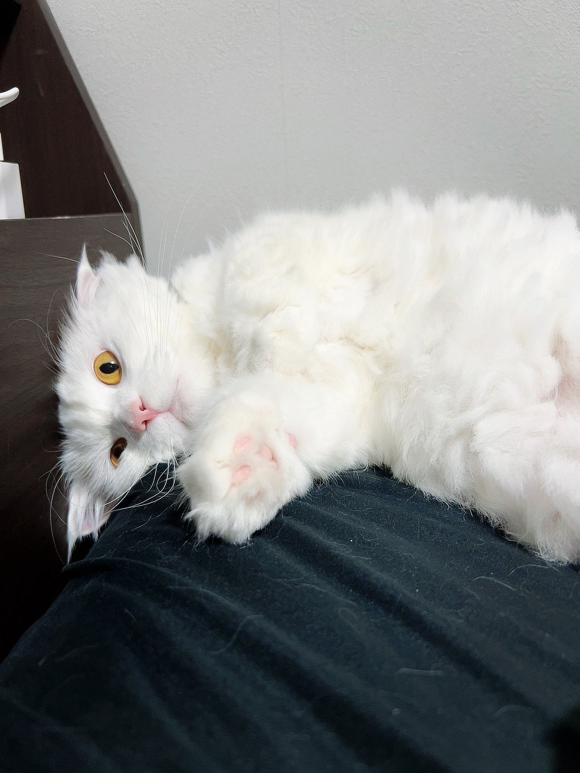 ぽこ🐈 on X: 