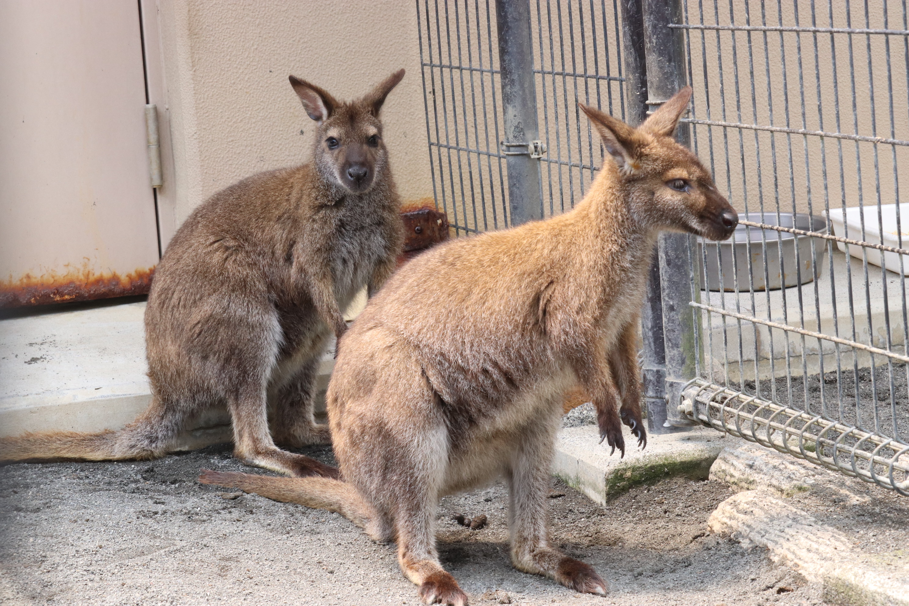 最新小動物外科1から4 最新小動物外科1から4 最新小動物外科1