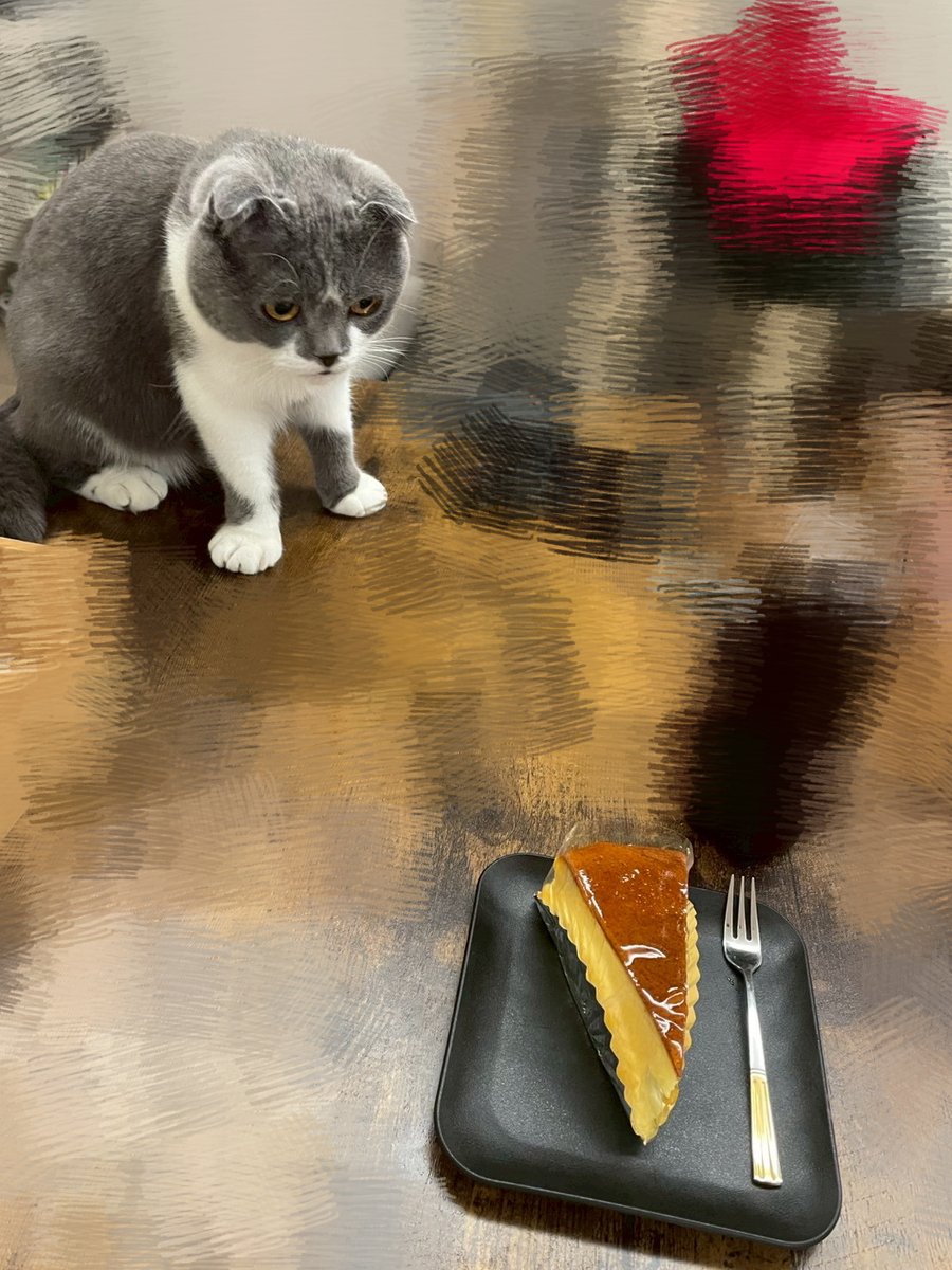 おはようございます！

パソコンショップエムズは本日も営業中！    

店内涼しいので、PCを見に是非お気軽にお立ち寄りくださいね🐈     

  #猫 #猫のいる暮らし #猫好きさんと繋がりたい #しんのすけ店長