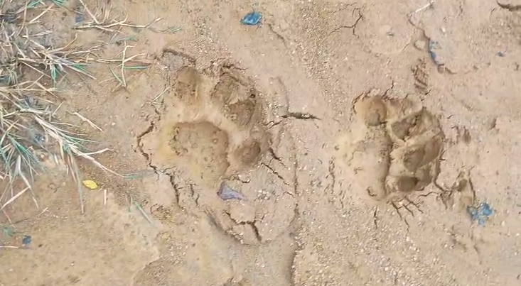 ArgusNews_in's tweet photo. #Jharsuguda : Fear of tiger presence gripped Laikera area as pug marks were spotted at places like Bhukulupada, Ganjudihi, Karladhaman and Jamal. Informed, forest officials have visited the villages and started a search operation to locate the tiger.
#TigerFear #Laikera #search #Jharsuguda #ArgusNews