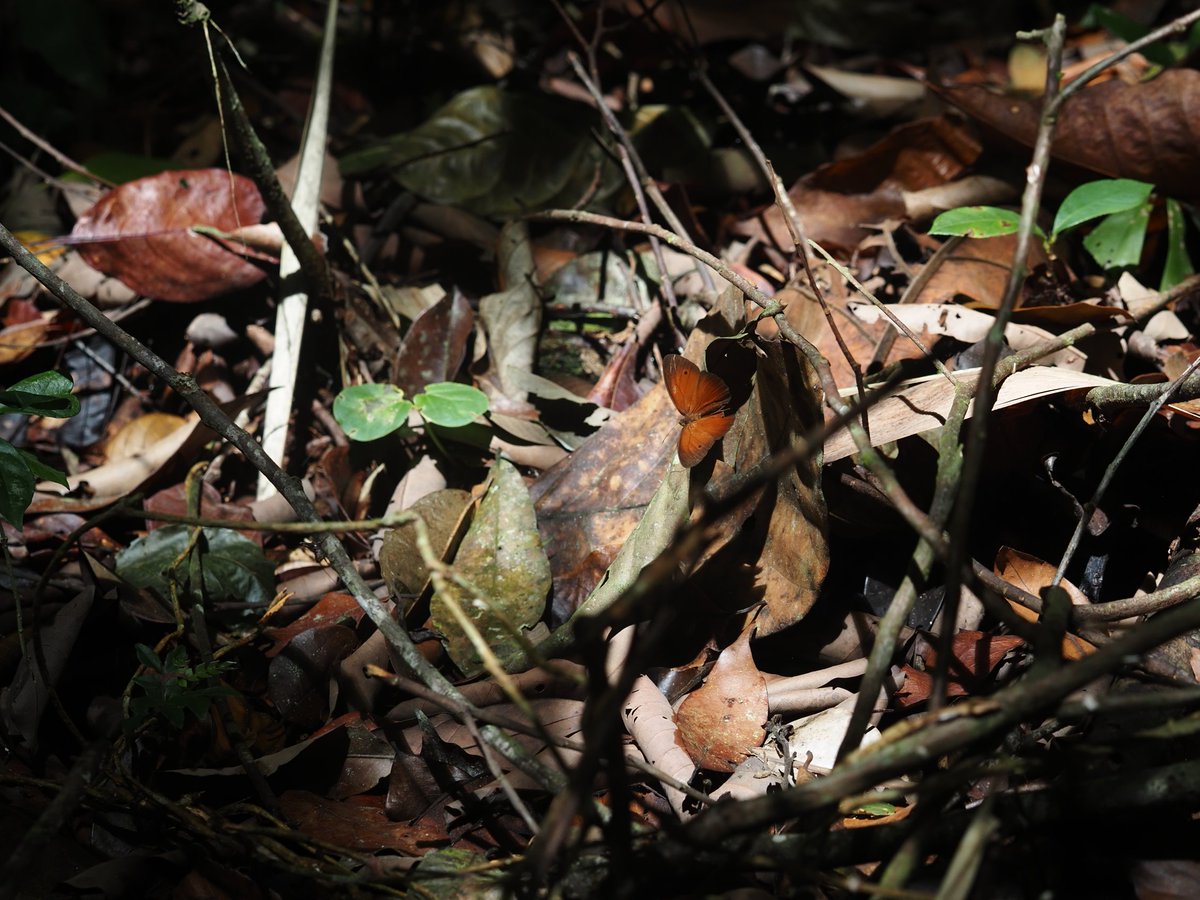 Sunlight in the jungle