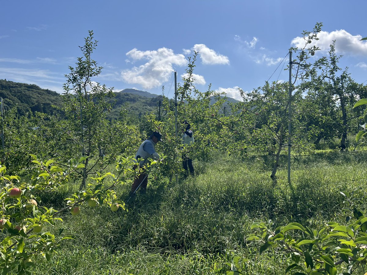 お盆明け、皆さん仕事始めでしょうか？
今日は暑くなるまで畑の見直しと、午後からはさんさの着色管理の予定です。

#りんご　#盛岡