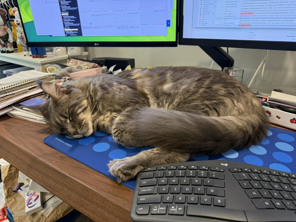 dieseltcat's tweet photo. Social Media is Exhausting!!!!!

#MaineCoon #MaineCoonofTheDay #maincoonofinstagram #cats #catsofinstagram https://t.co/kTiIsVv4m6