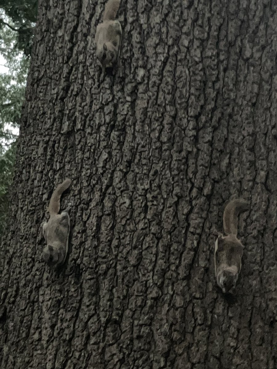 CynthiaSchwind's tweet photo. Sugar Gliders!!!🤎🤎🤎🤎
#flyingsquirrel
#sugargliders
#nature
#backyardtree https://t.co/reau1LNTJx