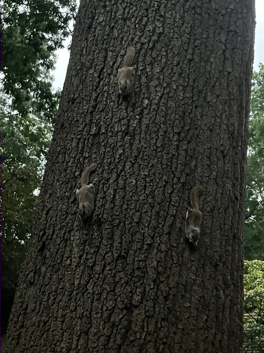 CynthiaSchwind's tweet photo. Sugar Gliders!!!🤎🤎🤎🤎
#flyingsquirrel
#sugargliders
#nature
#backyardtree https://t.co/reau1LNTJx