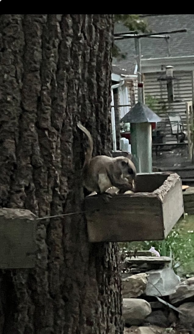 CynthiaSchwind's tweet photo. Sugar Gliders!!!🤎🤎🤎🤎
#flyingsquirrel
#sugargliders
#nature
#backyardtree https://t.co/reau1LNTJx