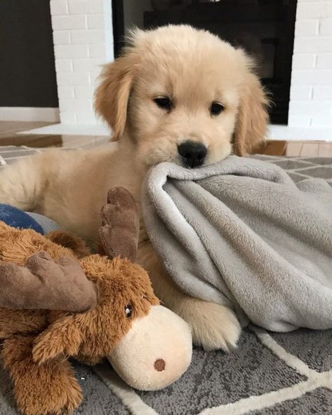 Popularpuppies © (@popularpuppies3) on Twitter photo 