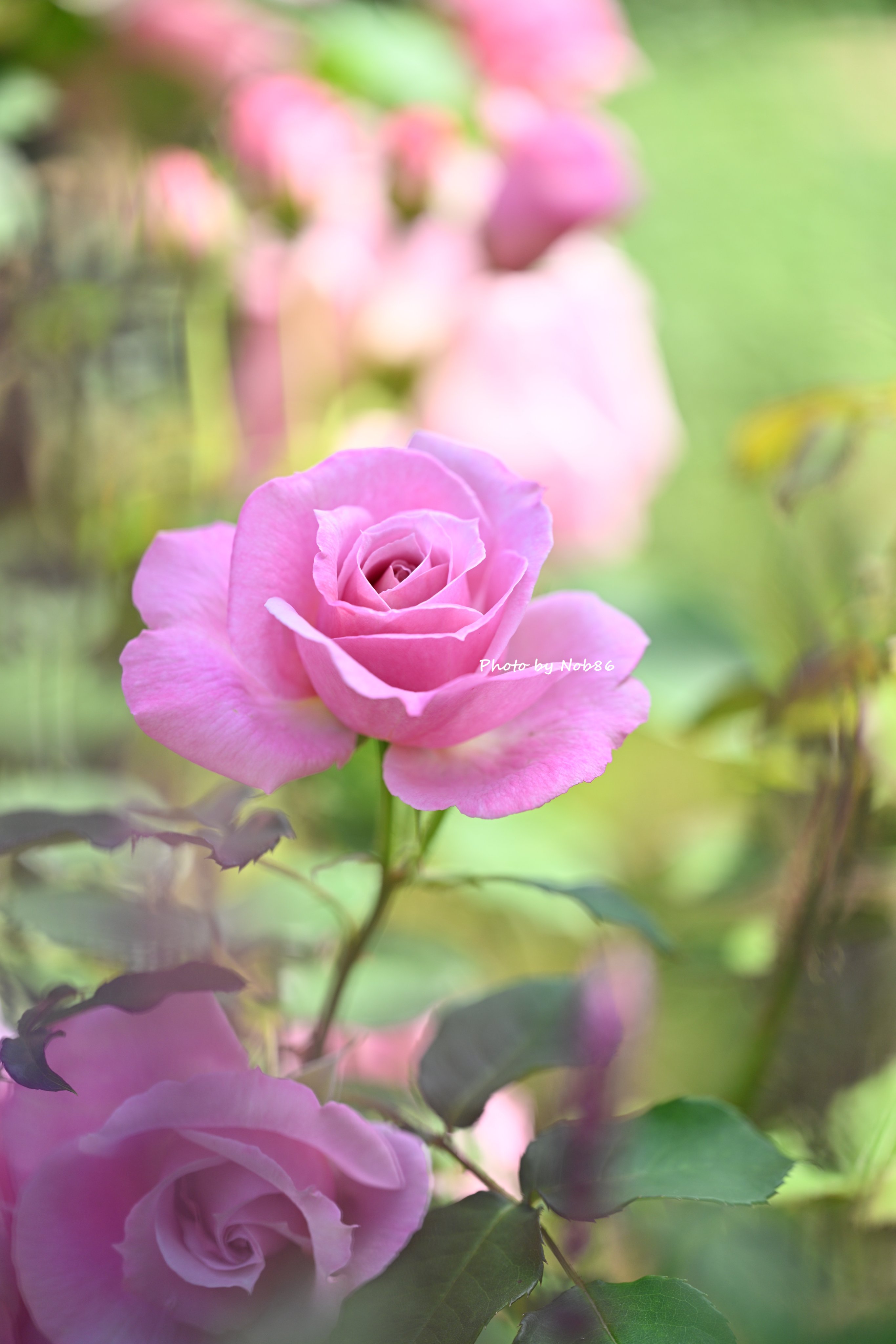 薔薇○コメント下さい 6月の薔薇 - Search / X