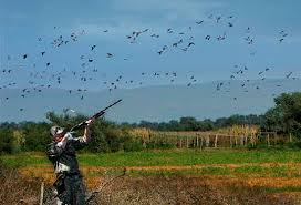 DoveHunterTV's tweet photo. Dove hunt lease $50 Listed a week ago in Jonesboro, AR 
https://t.co/sJT93CyJMQ https://t.co/4GWCyDp7Vf