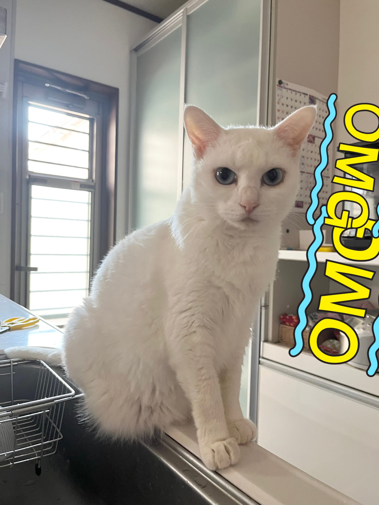 桜風味🐱猫ファースト on X: 