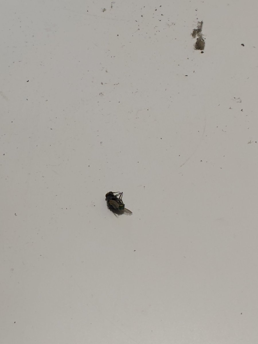 Ded fly was inside my pc lol