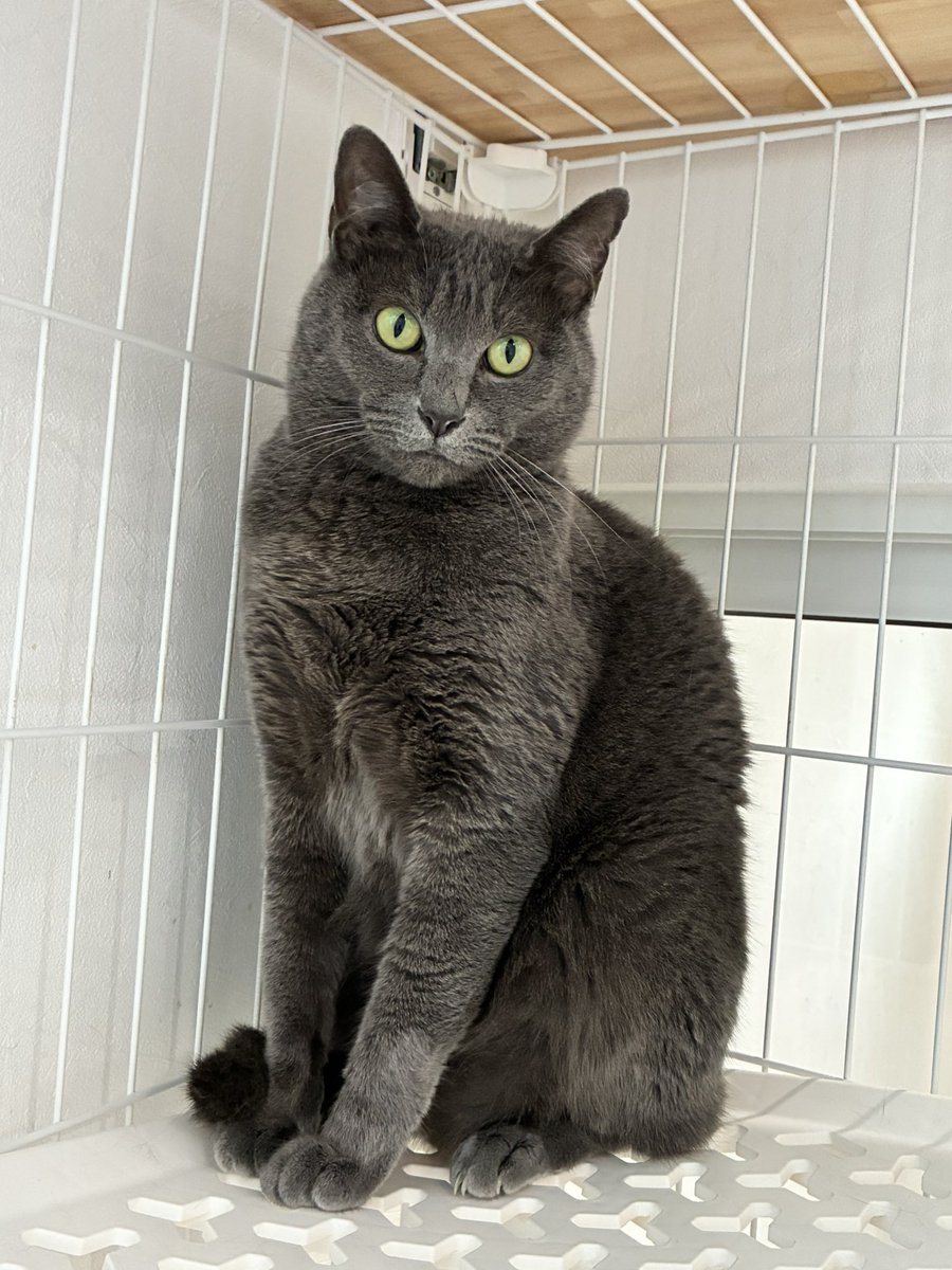 猫茶 茶筒 みたらしちゃん「さきにお茶してるよ」（茶葉100g用）1個