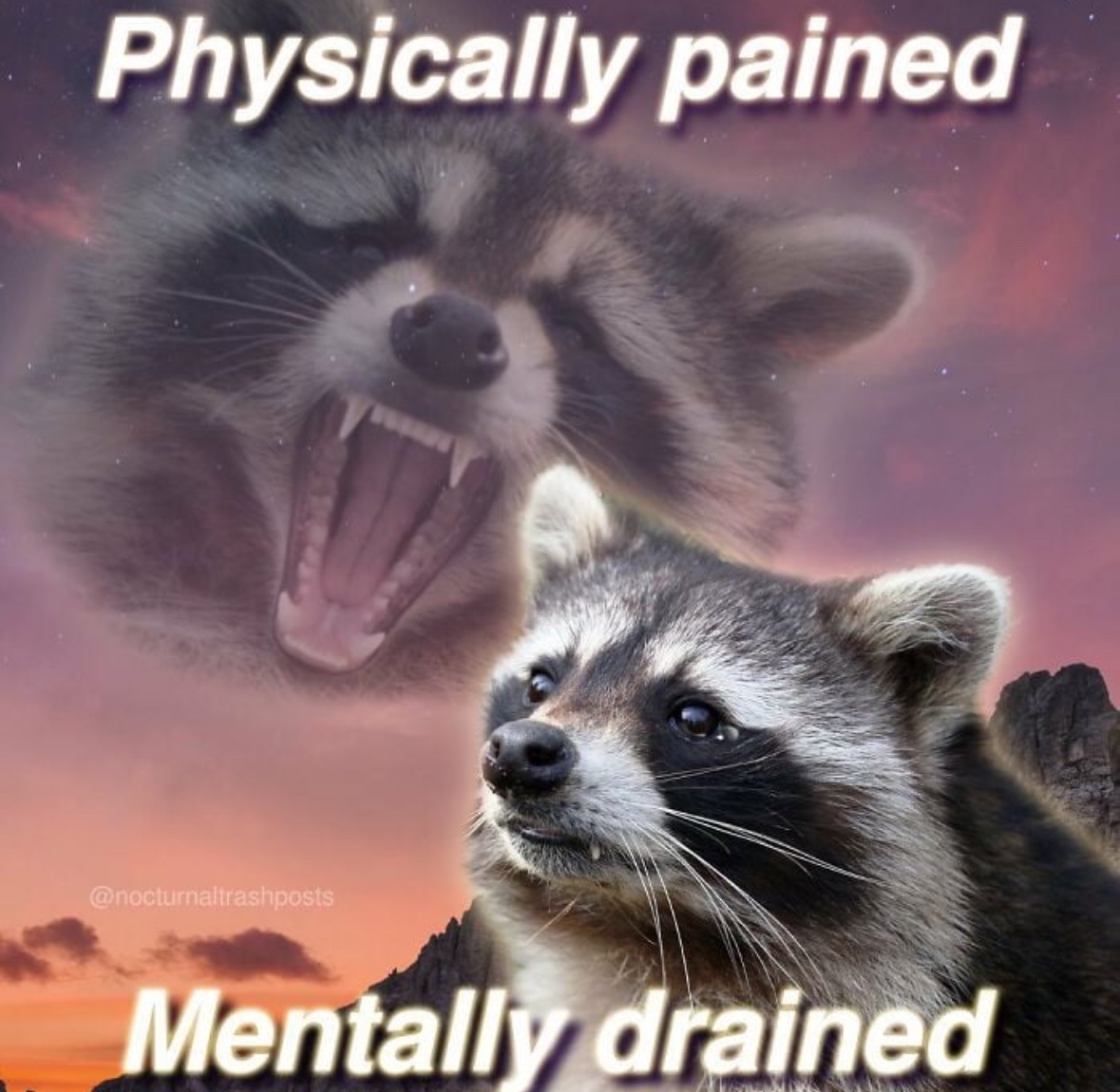 raccoon aesthetic. (@raccoonesthetic) on Twitter photo 