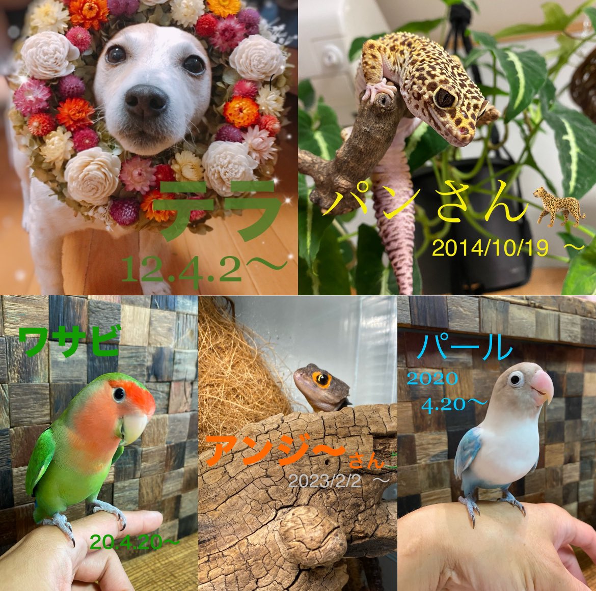 reo_tera's tweet photo. 家族が増えたので追加紹介です。
ぼちぼちいかせていただきますので、
ゆる〜くお願いします。
レオパ×3、アカメ×2、クレス×5、ガーゴ×2、ハイナン、ジャイゲコ、ジャック🐶、インコ×2 、植物×？
#ヒョウモン
#アカメ
#クレス
#ガーゴ
#ハイナン
#ジャイゲコ
#爬虫類 
#観葉植物 https://t.co/upavvtGofm