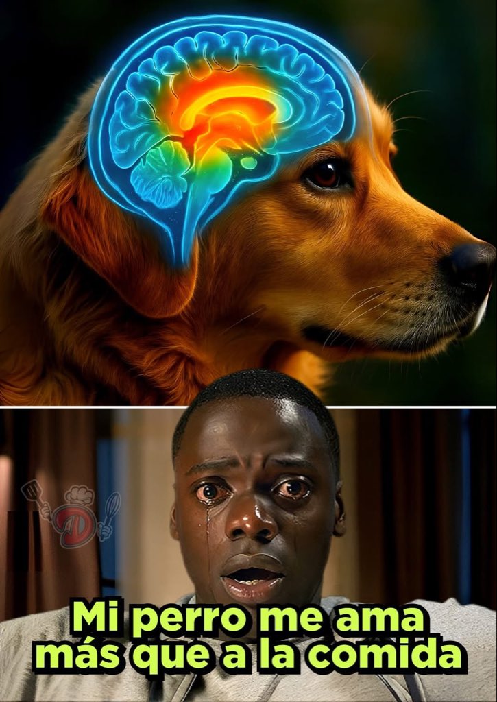 Dilo con perritos (@diloconperritos) on Twitter photo Tu perrito te ama mucho más de lo que crees ❤️🥰
Un grupo de científicos de la Universidad de Emory hizo un descubrimiento increíble:
Usando resonancias magnéticas, comprobaron que el cerebro de tu perro se activa mucho más cuando te huele a ti... Que cuando huele comida o Tu perrito te ama mucho más de lo que crees ❤️🥰
Un grupo de científicos de la Universidad de Emory hizo un descubrimiento increíble:
Usando resonancias magnéticas, comprobaron que el cerebro de tu perro se activa mucho más cuando te huele a ti... Que cuando huele comida o