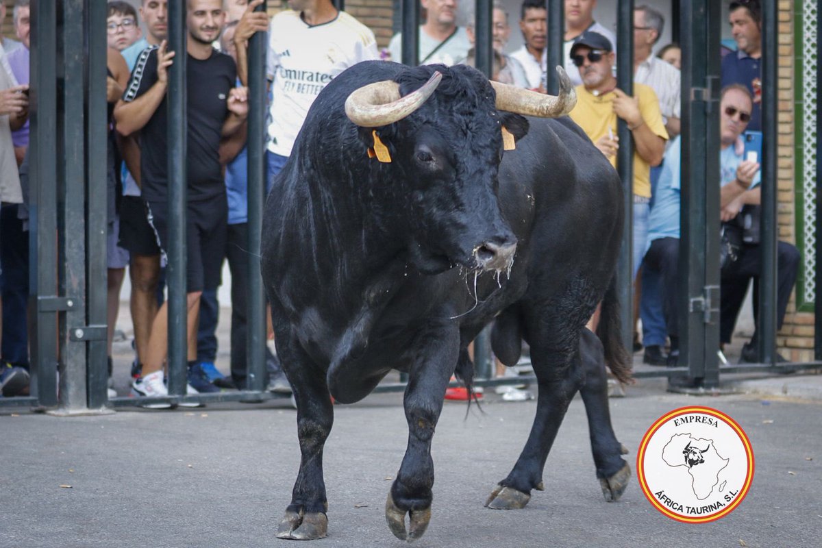 africataurina's tweet photo. 📸 𝗖𝗢𝗥𝗧𝗘𝗦 |  🐂 𝗙𝗹𝗮𝗺𝗲𝗻𝗰𝗼 ha cerrado el festejo tradicional del 𝗧𝗼𝗿𝗼 𝗱𝗲𝗹 𝗔𝗹𝗰𝗼𝗿𝗻𝗼𝗰𝗮𝗹. Buen juego ha dado este segundo del hierro de 𝗚𝗮𝘃𝗶𝗿𝗮. La semana que viene vuelven las 𝘀𝘂𝗲𝗹𝘁𝗮𝘀 𝗱𝗲 𝘃𝗮𝗰𝗮𝘀 a Cortes. https://t.co/21wqismoc4