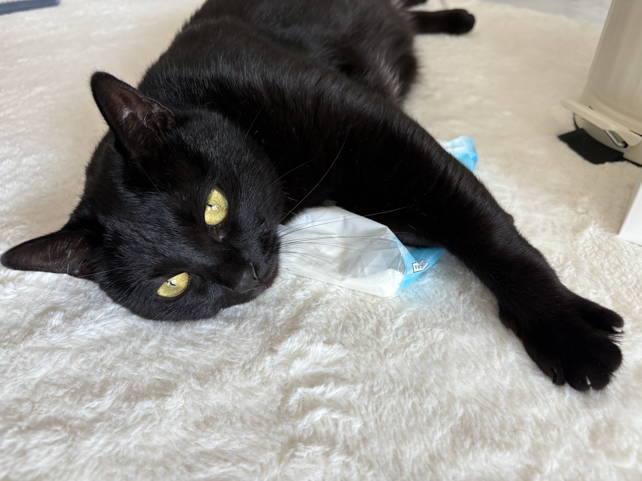 夢見る黒猫 Flying Girl Black Cat: Rare cat fortunes have unexpected