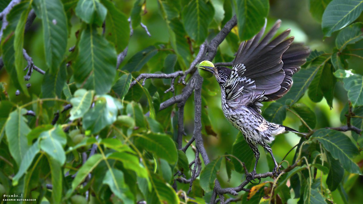Dr.Rumbo! (@rrrumbo) on Twitter photo Lucky to catch this amazing pose …
Nutcracker with a walnut
<a href="/Team_eBird/">eBird</a> <a href="/IndiAves/">IndiAves</a> <a href="/Avibase/">Avibase (Denis Lepage)</a> <a href="/BirdWatchDaily/">BirdWatchingMagazine</a> <a href="/WildlifeMag/">BBC Wildlife</a> <a href="/Natures_Voice/">RSPB</a> <a href="/wildlifeInd/">Explore Wild India Magazine</a> <a href="/bbcwildlifemag/">BBCWildlifeMagazine</a> <a href="/NatGeoIndia/">Nat Geo India</a> <a href="/ThePhotoHour/">#ThePhotoHour</a> <a href="/NikonIndia/">Nikon India Official</a> <a href="/NatGeoPhotos/">Nat Geo Photography</a> <a href="/birdsoftheworld/">Birds of The World: The Cornell Lab</a> <a href="/NatureIn_Focus/">Nature inFocus</a> <a href="/WeNaturalists/">WeNaturalists</a> <a href="/WM_POTD/">Pictures of the day</a> Lucky to catch this amazing pose …
Nutcracker with a walnut
<a href="/Team_eBird/">eBird</a> <a href="/IndiAves/">IndiAves</a> <a href="/Avibase/">Avibase (Denis Lepage)</a> <a href="/BirdWatchDaily/">BirdWatchingMagazine</a> <a href="/WildlifeMag/">BBC Wildlife</a> <a href="/Natures_Voice/">RSPB</a> <a href="/wildlifeInd/">Explore Wild India Magazine</a> <a href="/bbcwildlifemag/">BBCWildlifeMagazine</a> <a href="/NatGeoIndia/">Nat Geo India</a> <a href="/ThePhotoHour/">#ThePhotoHour</a> <a href="/NikonIndia/">Nikon India Official</a> <a href="/NatGeoPhotos/">Nat Geo Photography</a> <a href="/birdsoftheworld/">Birds of The World: The Cornell Lab</a> <a href="/NatureIn_Focus/">Nature inFocus</a> <a href="/WeNaturalists/">WeNaturalists</a> <a href="/WM_POTD/">Pictures of the day</a>