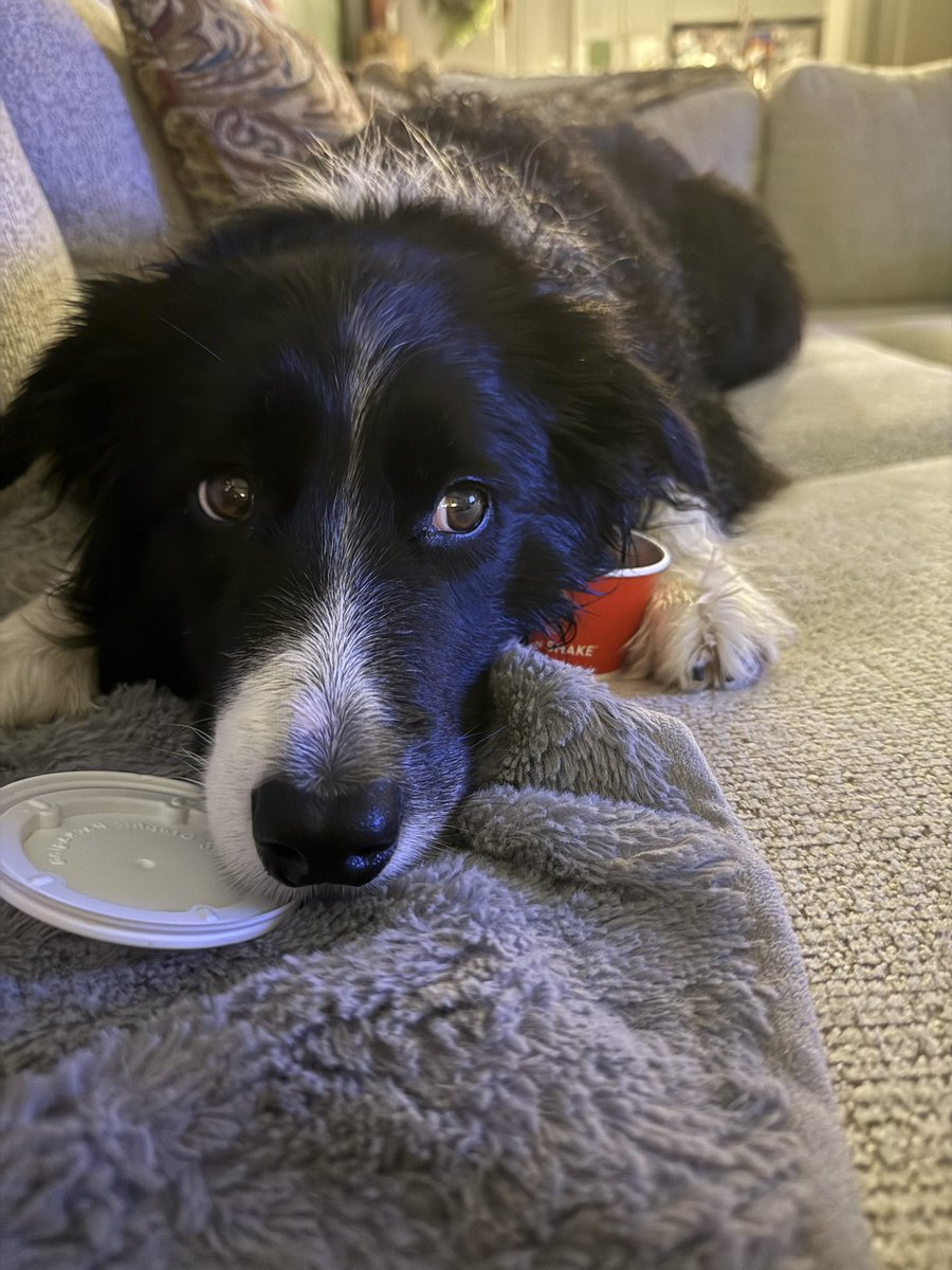 justraileyA's tweet photo. Only person that likes Steak ‘N Shake nacho cheese as much as me isn’t even a person— it’s Captain! https://t.co/kL5NUydPuL