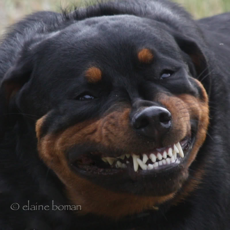 might stream again tonight after i get some food. i'll drop the link if/when i got it running