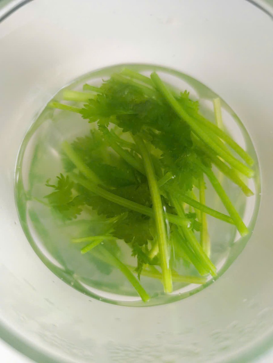 SamVietnamAGI's tweet image. Detoxify your body every morning 60 minutes before breakfast with this mixture:

Lemon, ginger, garlic, coriander: Boil and drink warm. Take daily or every other day. 💪

Simple, effective recipe. After drinking, get 30 minutes of sunlight. ☀️
#forabetterlife