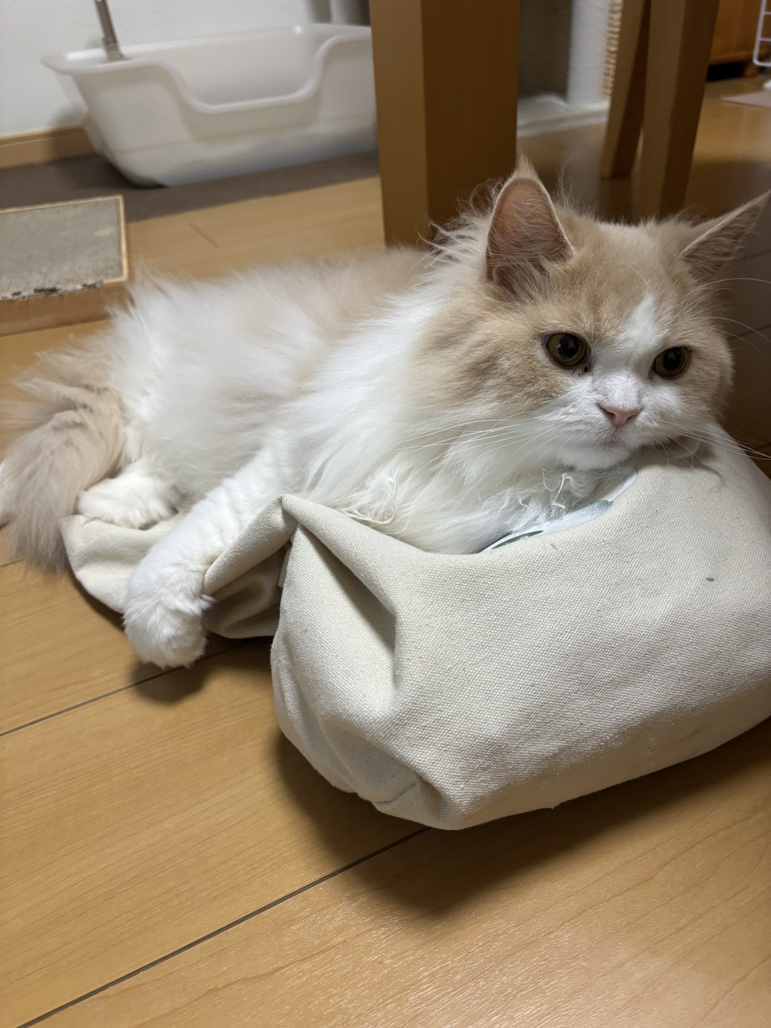 猫はかっておりません りんくんとおとちゃん on X: 