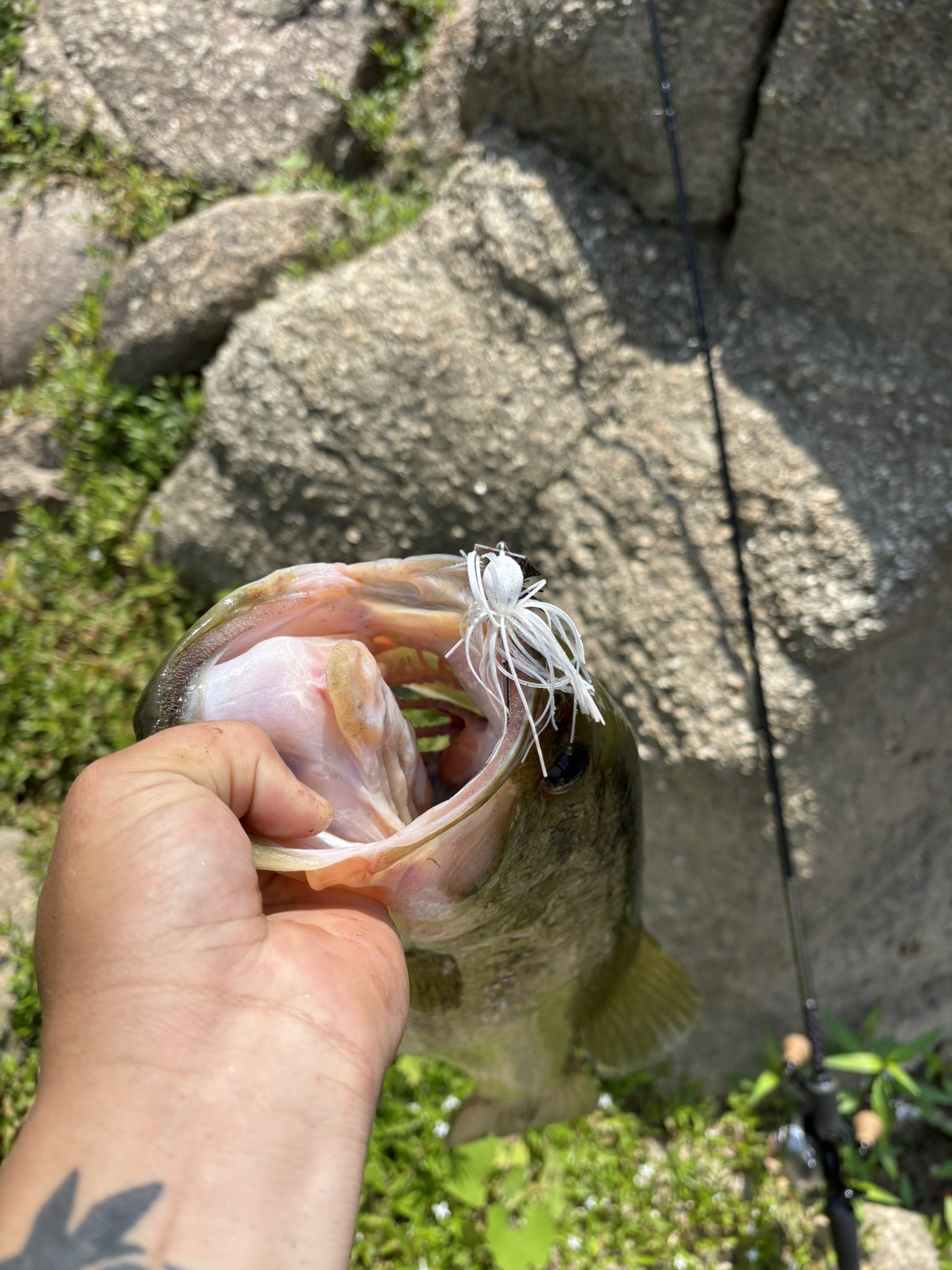 釣り人 (@free__fishing) / X