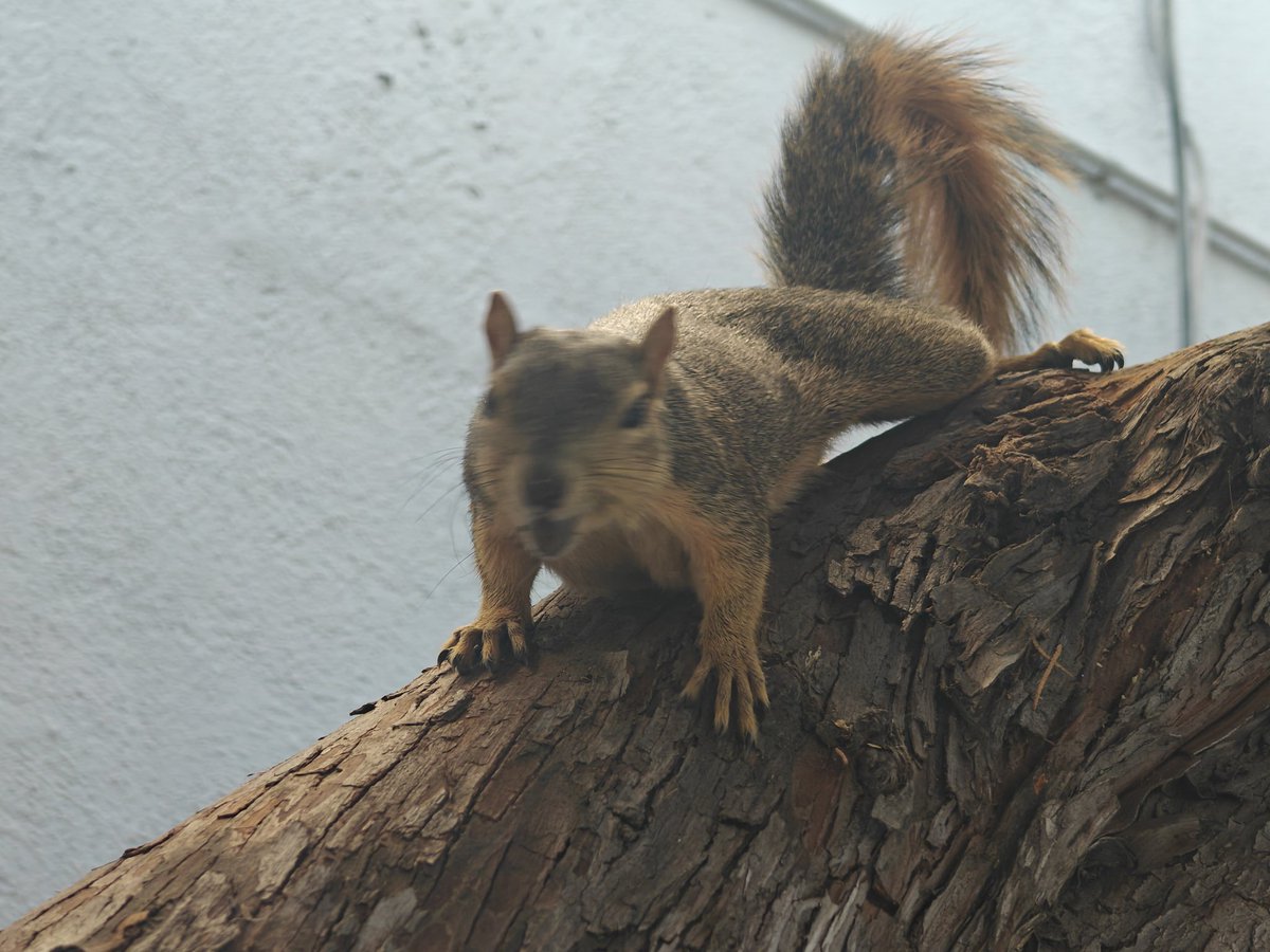 ElleLatham's tweet photo. Take a look at my squirrel friend. They're the only one I got. #Photography #Squirrel #SquirrelFriend #Nature #Animals #Walk #SquirrelPhotography https://t.co/50B945uYuv