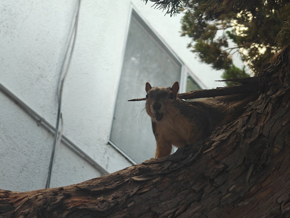 ElleLatham's tweet photo. Take a look at my squirrel friend. They're the only one I got. #Photography #Squirrel #SquirrelFriend #Nature #Animals #Walk #SquirrelPhotography https://t.co/50B945uYuv