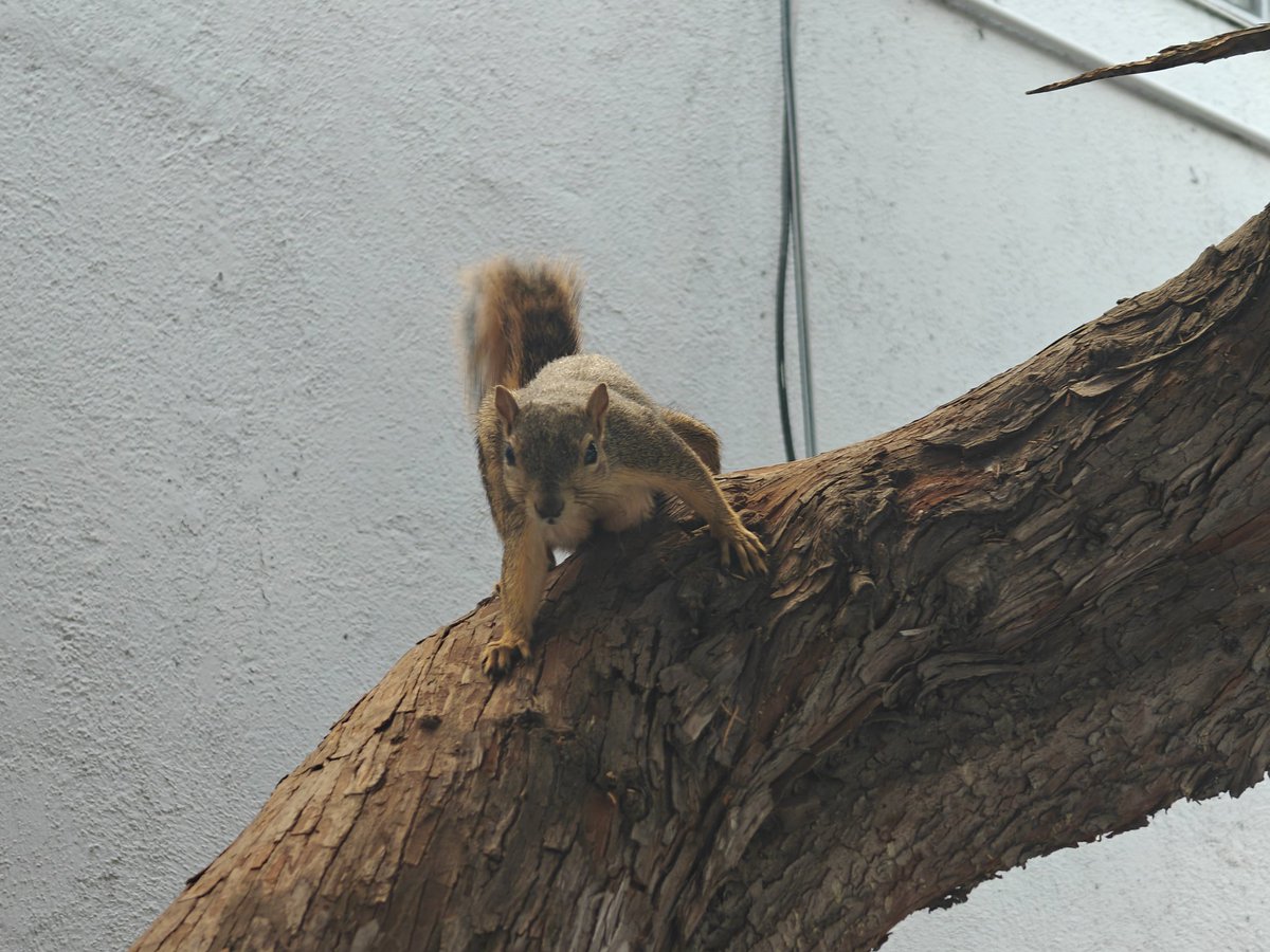 ElleLatham's tweet photo. Take a look at my squirrel friend. They're the only one I got. #Photography #Squirrel #SquirrelFriend #Nature #Animals #Walk #SquirrelPhotography https://t.co/50B945uYuv