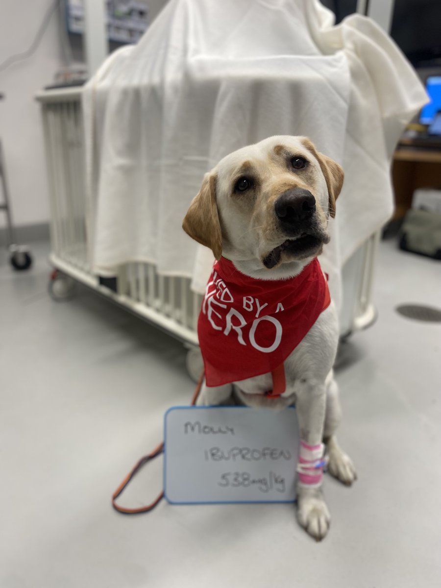 Dialysis4Pets's tweet photo. dialysis4pets
Our extracorporeal blood purification team has been busy! 4 dogs ate lethal doses of anti-inflammatory drugs, carprofen &amp; naproxen. Hemoperfusion prevented major organ damage/prolonged illness. Thanks #dialysis4pets team members working overtime!
Photos w/permission https://t.co/qipAgUzTYb