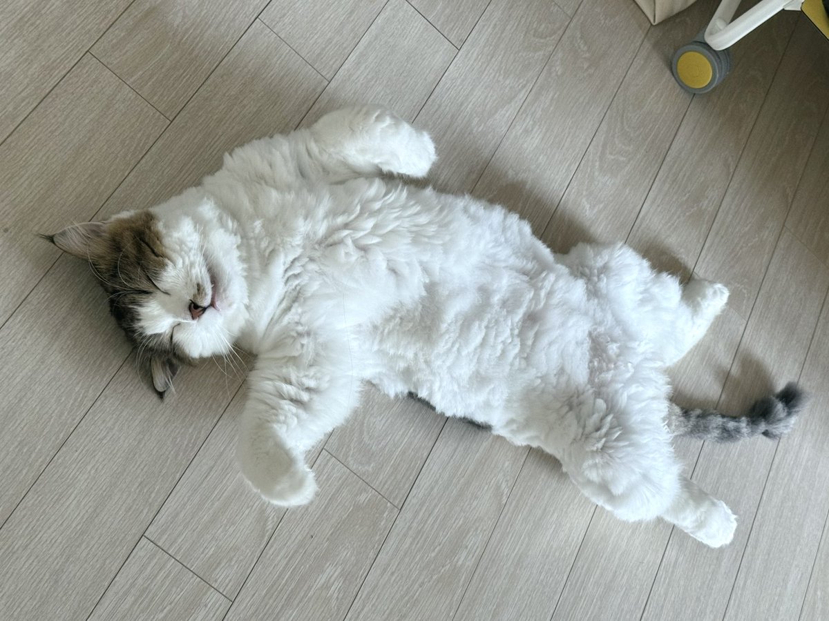 맛있는 낮잠 쿨쿨