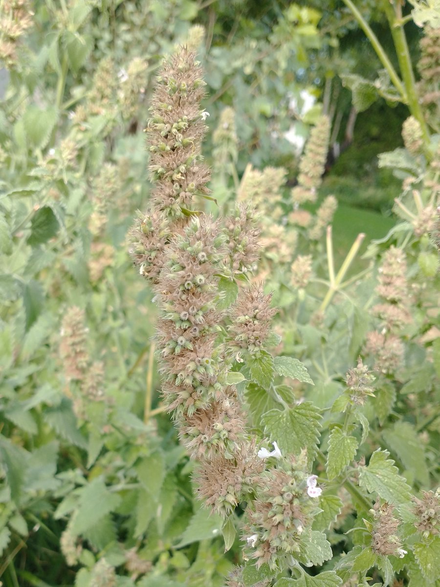 CatnipKittyCat's tweet photo. Ready for #Harvest: All of the #catnip #flowers from the past few weeks have mostly transitioned into flavorful #seed #buds – which are the part of the plant that cats love. We clip these thick #bud #clusters, dry, then store them until packaging this fall. #nature #cats #garden https://t.co/93yjm3EwSi