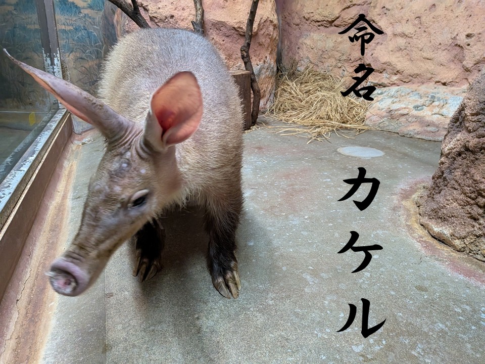 non_hoi_park's tweet photo. ツチブタの名前が「カケル」に決まりました！
名前の投票にご参加いただいた皆様、ありがとうございました

詳細はこちら
https://t.co/4uk3EQwF1r

#豊橋 #動物園 #豊橋総合動植物公園 #のんほいパーク #動物 #ツチブタ https://t.co/G6wn4D1CM2