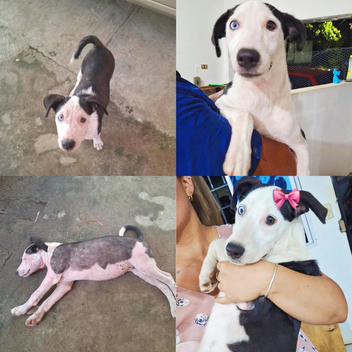 🐾💙 Conoce a Pitufina 💙🐾
Rescatada en Santa Ana, Pitufina fue abandonada desde cachorrita en San Lorenzo, donde muchos perritos corren la misma suerte. Con el tiempo sufrió un golpe en su patita, pero gracias a Dios no fue fractura 🙏.

Hoy tiene 5 meses, es una perrita de