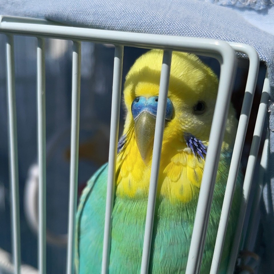 今日の「カバー小鳥」は、くりたんちゃん（セキセイインコ）です。今日もあっつーい！ 熱中症には気を付けようね🌞 
#セキセイインコ 
kotoribu.com