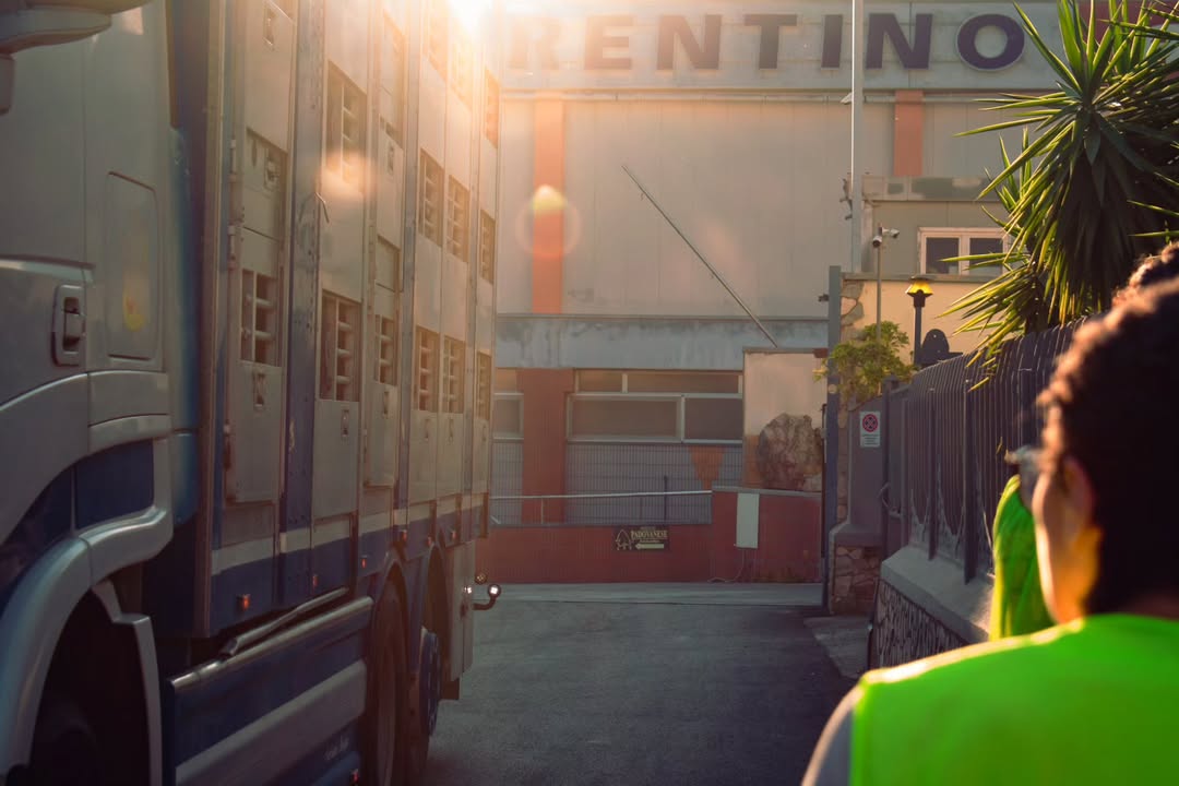 Volunteers with Napoli Animal Save looked into the eyes of these animals who were headed for slaughter and offered them kindness in their last moments of life. Because they were sentient individuals who deserved love, not indifference. ❤️‍🩹

📸 IG / @animal_with_a_camera