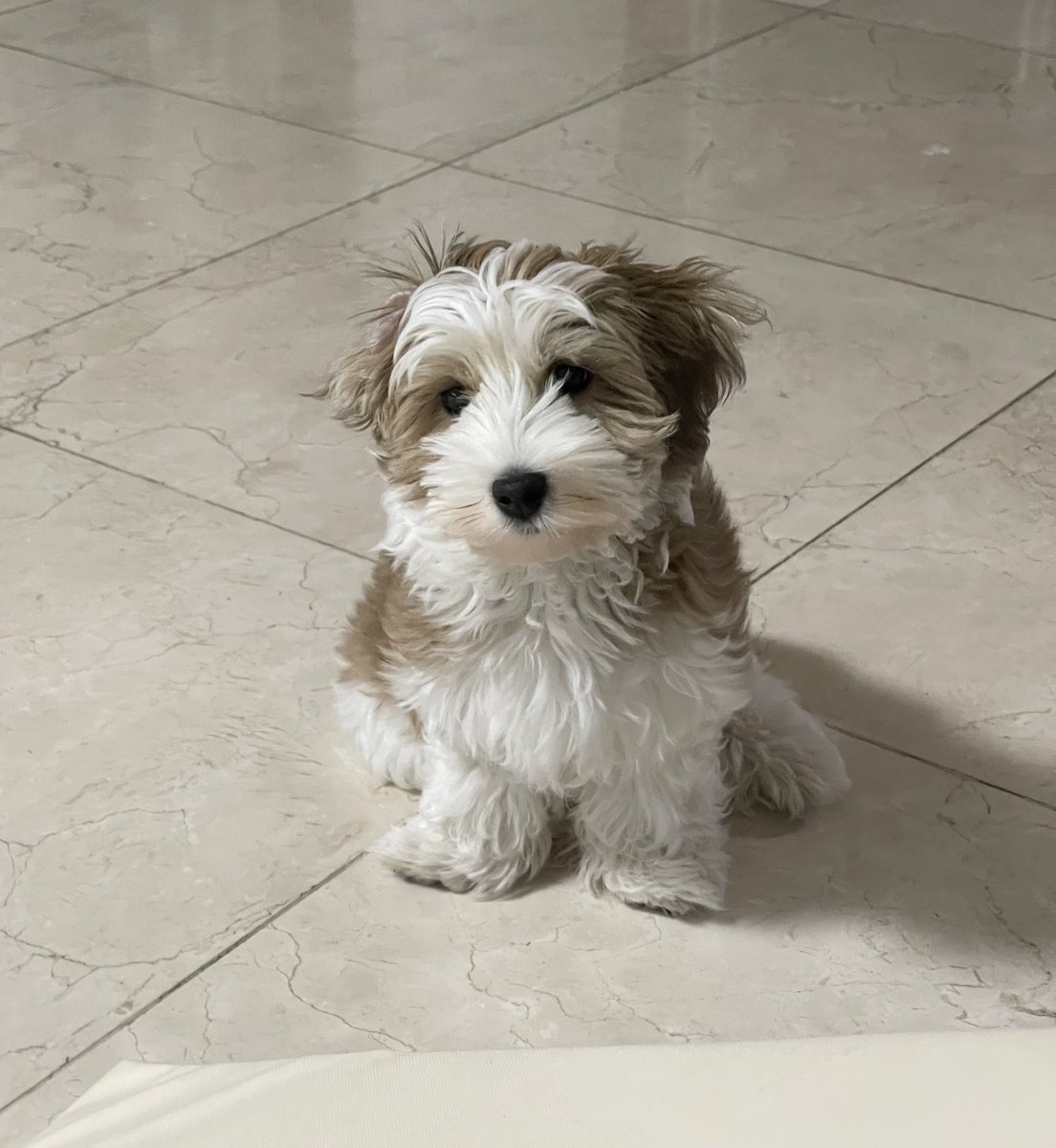 애플 (@lovelyapple1211) on Twitter photo 