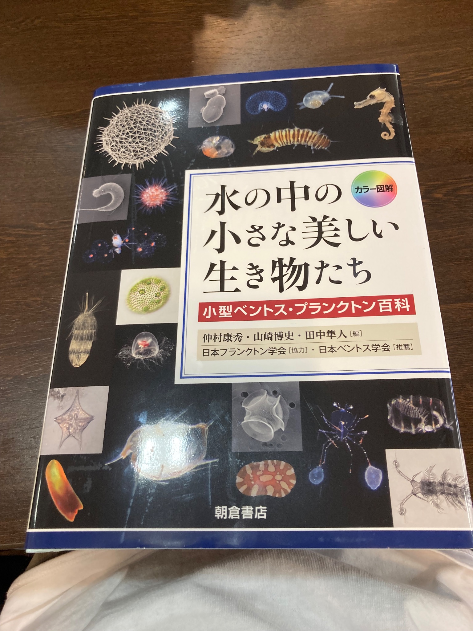 齧齒類ページ ❤️ 齧齒目- 維基百科，自由的百科全書