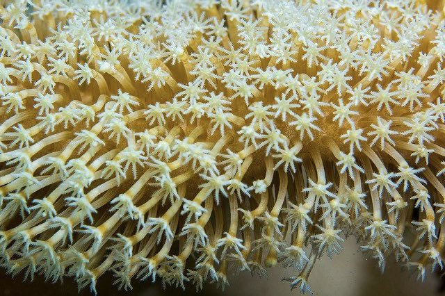 faewings's tweet photo. ocean beauties https://t.co/6fcPp6Njgn