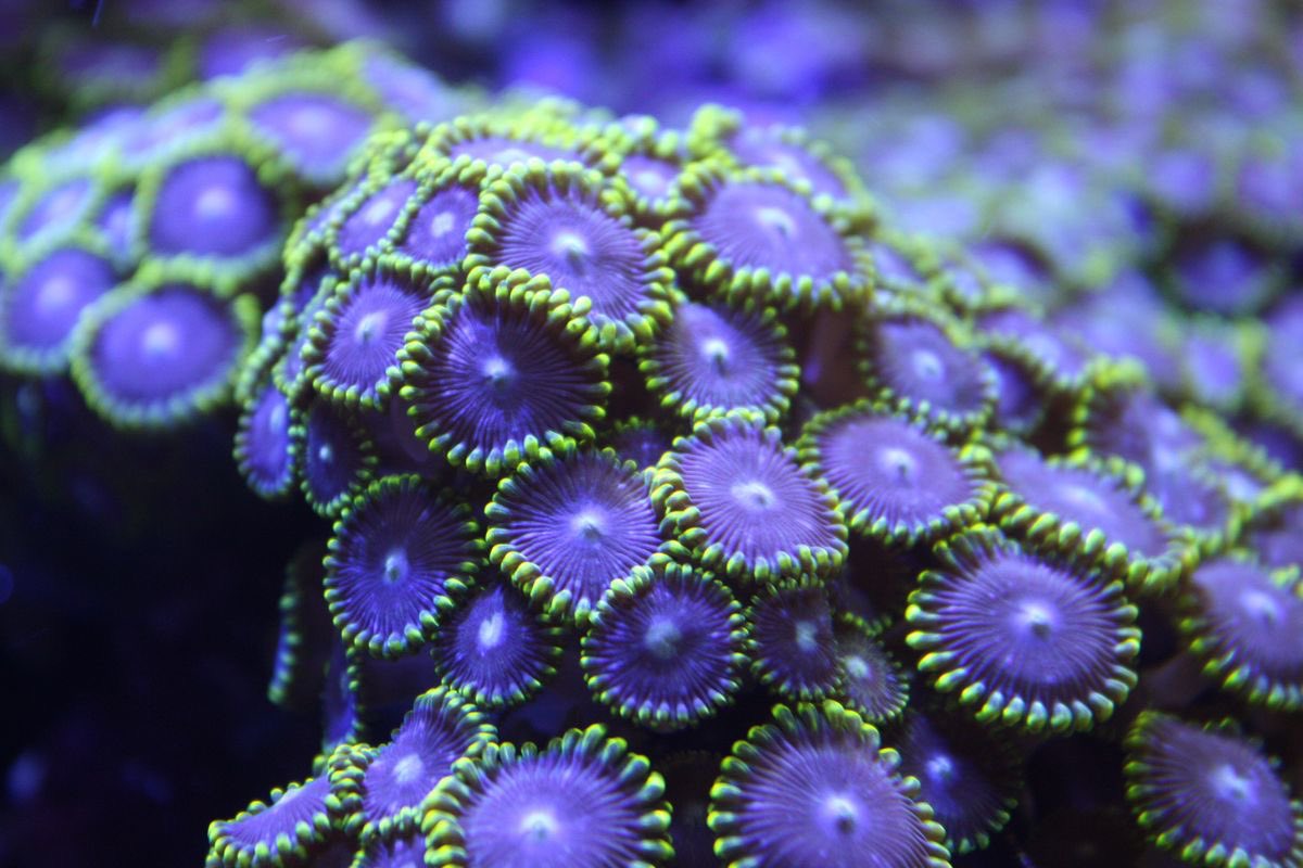 ocean beauties