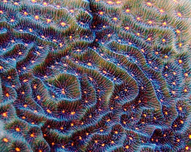faewings's tweet photo. ocean beauties https://t.co/6fcPp6Njgn