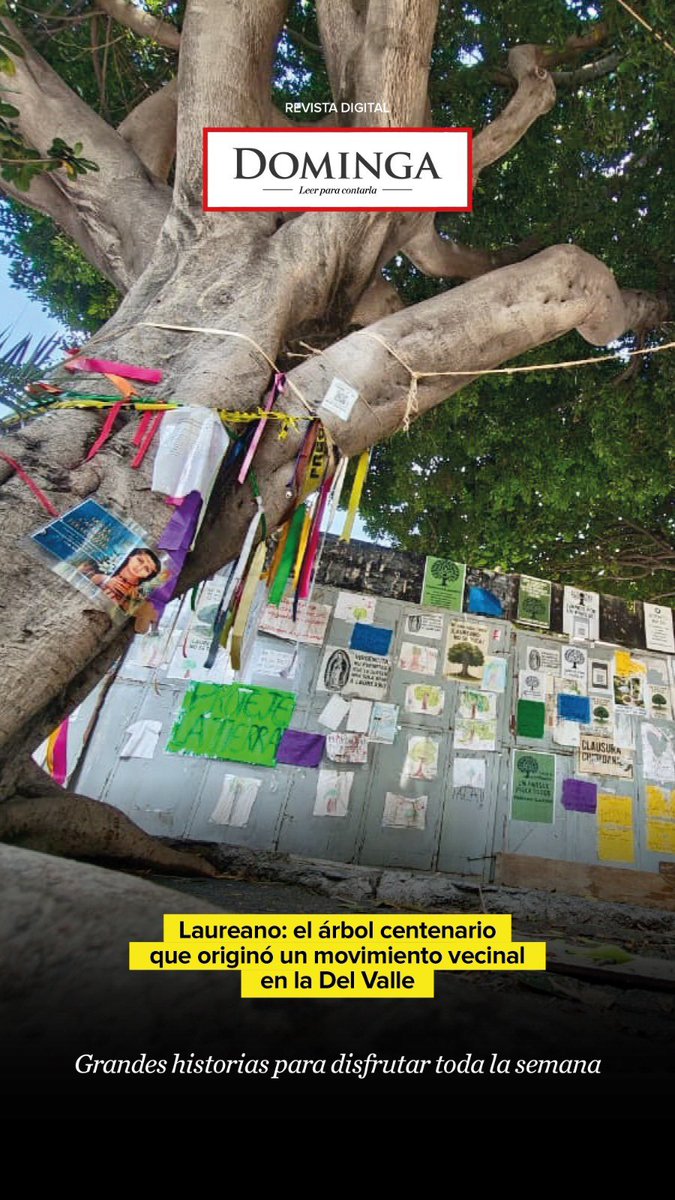 Guillermo Rivera (@riveravazg) on Twitter photo La increíble historia del árbol Laureno que arrancó un movimiento verde contra la gentrificación <a href="/En_laDelValle/">En la Del Valle</a>. 😻
Solo en <a href="/dominga_milenio/">Revista Dominga</a> de <a href="/Milenio/">Milenio</a>.
amp.milenio.com/comunidad/laur… La increíble historia del árbol Laureno que arrancó un movimiento verde contra la gentrificación <a href="/En_laDelValle/">En la Del Valle</a>. 😻
Solo en <a href="/dominga_milenio/">Revista Dominga</a> de <a href="/Milenio/">Milenio</a>.
amp.milenio.com/comunidad/laur…