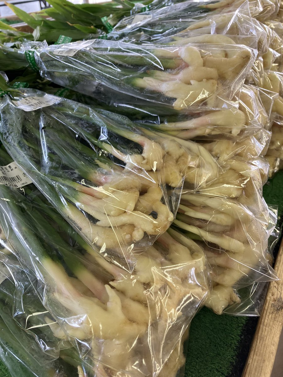 ファーマーズセンター、とうもろこしがだいぶ減ってきて新生姜が出始めました。来月9/8、9は生姜祭りも開催されます。生姜お好きな方はぜひチェックしてみてください👀✨