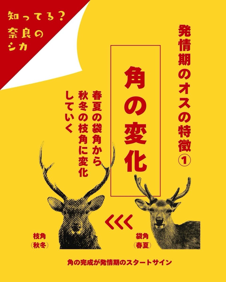 あぶない⚠️オス鹿に注意⚠️／ オス鹿が発情期にはいりました。 発情