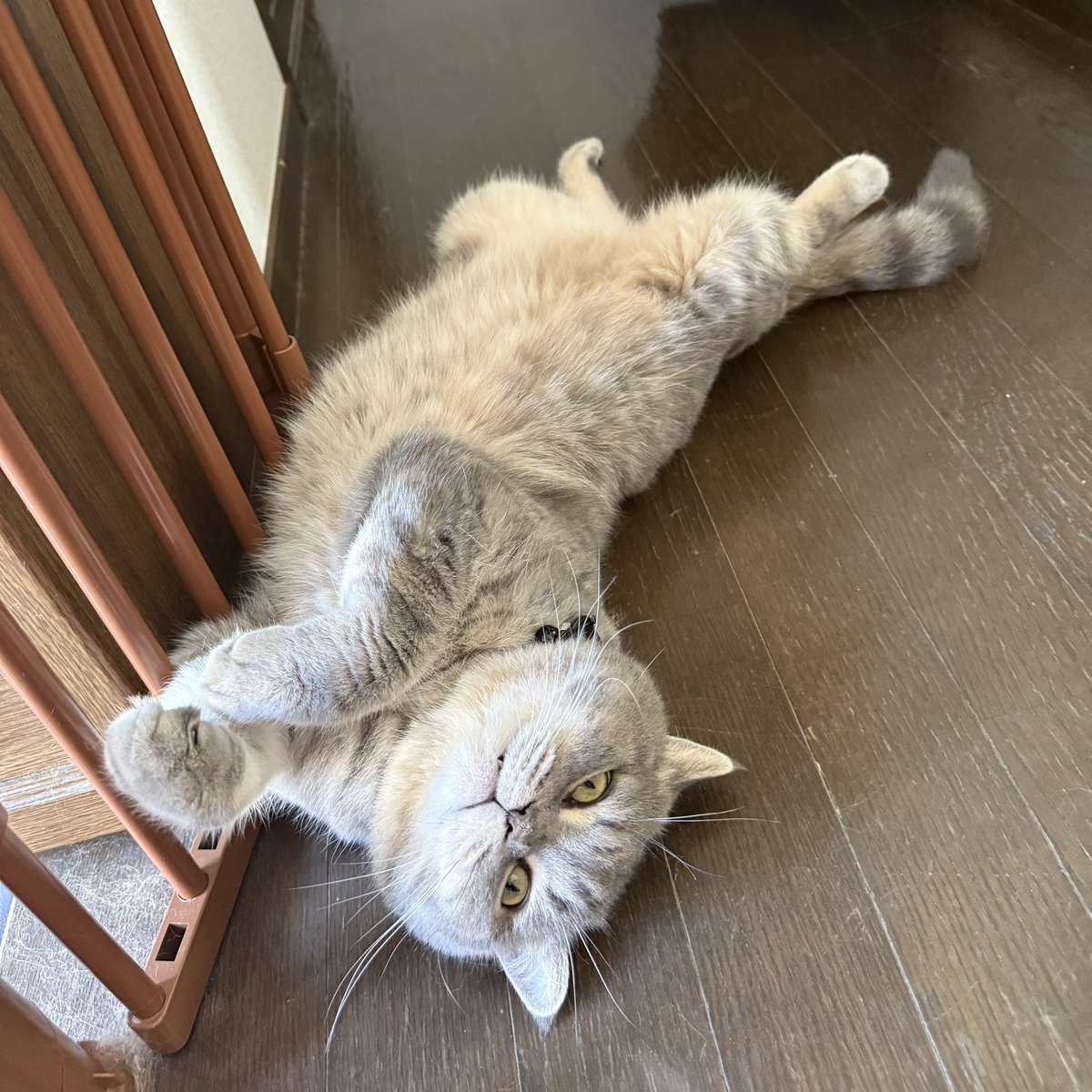 いわし先生 (@IWASHI_0723) / Posts / X