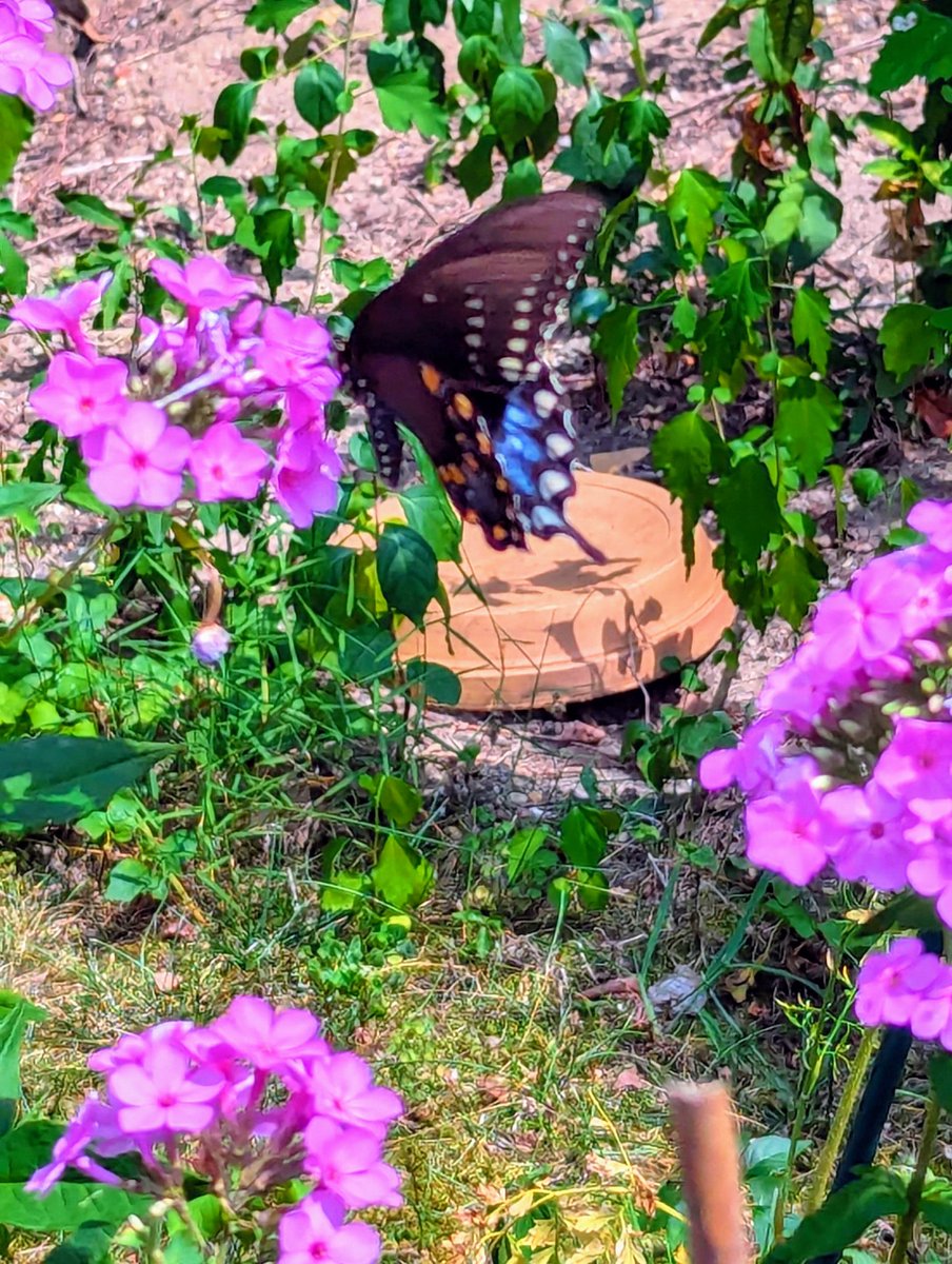 debiheyck's tweet photo. Phlox and Blue Swallowtail https://t.co/aLA79k3ovt