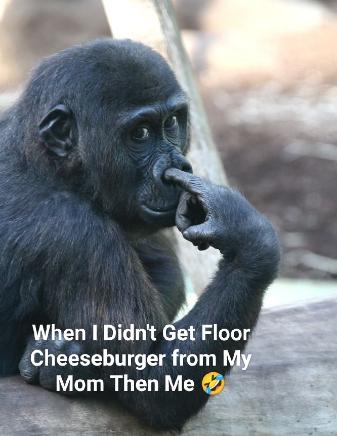 Mogambo Lixx tweet media