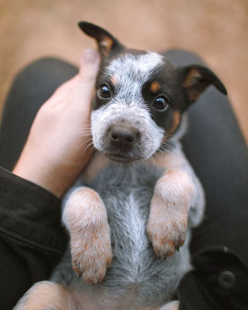 Denise Eskildson (@dpvalley) on Twitter photo 