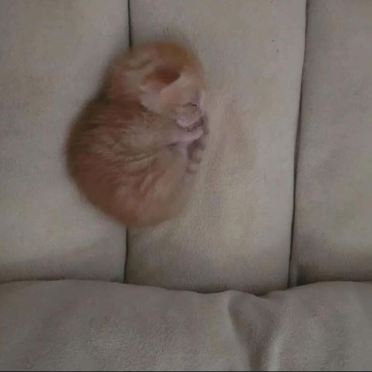 Can someone re-draw this kitten to look like Incineroar? #PokemonWorlds #vgc #pokemonvgc